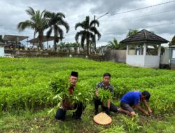 Semakin Produktif Lapas Banyuasin Kembali Panen 50 kg Sayur Kangkung