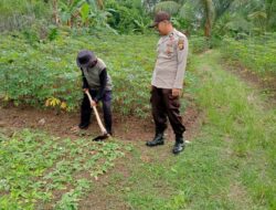 Dukung Ketahanan Pangan, Aiptu Jemi Aldrian Dampingi Petani Ketela Pohon