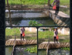Polsek Pemulutan Ternak Ikan Patin Thailand Untuk Ketahanan Pangan