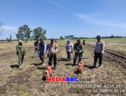 Wakili Kapolsek Makarti Jaya, Kasubsektor Air Salek Turun Langsung Penanaman Jagung Kuartal III