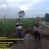 Sukseskan Program Ketahanan Pangan Nasional, Aipda Hengky Pandapotan Tinjau Lahan Jagung