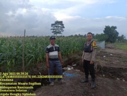 Sukseskan Program Ketahanan Pangan Nasional, Aipda Hengky Pandapotan Tinjau Lahan Jagung