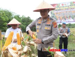 Kapolres Banyuasin Perkuat Ketahanan Pangan  Pimpin Panen Jagung Bersama Petani Dan Bulog