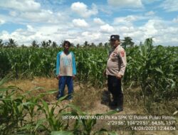 Wujud Dukungan Polri pada Ketahanan Pangan, Polsek Pulau Rimau Monitoring Kebun Jagung Unggul