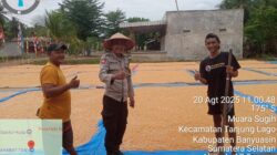 Ps Kanit Binmas Polsek Tanjung Lago Cek Penjemuran Jagung dan Sosialisasikan Harga Jagung