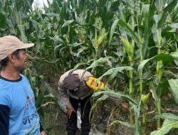 Dukung Ketahanan Pangan, Polsek Mariana Aipda Nopriansyah Pastikan Tanaman Jagung Tumbuh Dengan Baik