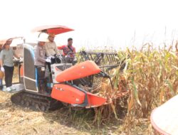 polres Banyuasin Laksanakan panen jagung serentak kuartal III untuk mendukung swasembada pangan 2025