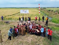 Bupati Banyuasin: Panen Padi Perdana, Desa Pulau Parang Miliki Banyak Potensi Selain Padi