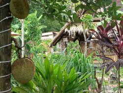 *Cofe n’Resto Ujung Lorong Kolem*_ *Sejuk, Nyaman, dan Murah Meriah !*