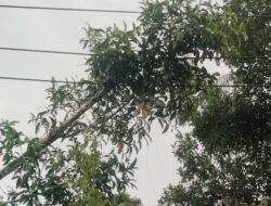 Penebangan Pohon oleh Warga Picu Listrik Padam di Muratara, Manager ULP PLN Sampaikan Permohonan Maaf