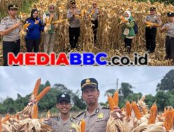 Kapolres Muratara Turun Tangan Pimpin Panen, 1 Ton Jagung dari Lahan Polres Diserap Bulog
