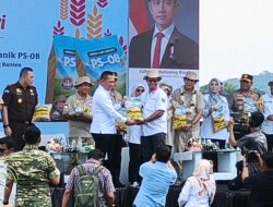 Model Pertanian Organik Nasional Lahir Dari Carita,753 Hektar PS-08 Panen Raya