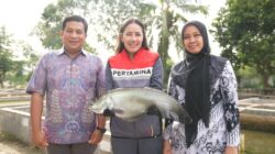 Upaya Pertamina Niaga Kilang Plaju ! Selamatkan Ikan Belida Dari kepunahan Dengan Program ” Belida Musi Lestari “