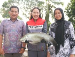 Upaya Pertamina Niaga Kilang Plaju ! Selamatkan Ikan Belida Dari kepunahan Dengan Program ” Belida Musi Lestari “