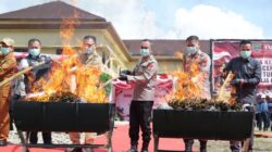 Polda Sumatera Selatan Musnakan 200 Kg Ganja Hasil Ungkap Ladang 20 Hektare Di Empat Lawang