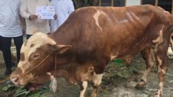 Sapi Simental Ketum DPP Partai Golkar Curi Perhatian Di DPD Golkar Sumsel Saat Pemotongan Hewan Kurban