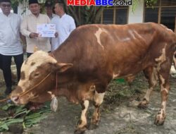 Sapi Simental Ketum DPP Partai Golkar Curi Perhatian Di DPD Golkar Sumsel Saat Pemotongan Hewan Kurban