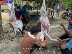 Kampung Ngajee Buktikan Semangat Kurban Tak Surut, Himpun 2 Sapi dan 7 Kambing di Tengah Tekanan Ekonomi