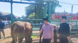 FUSI Tebar Kepedulian di Idul Adha 1447 H, Salurkan 3 Ekor Sapi Kurban untuk Warga Membutuhkan