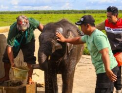 Jaga Warisan Alam Sumsel, Kilang Plaju Ambil Peran Pelestarian Gajah Sumatera