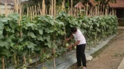 Inspiratif! Kasi Alsintan Sumsel Fran Desta Sukses Sulap Lahan 1 Hektar Jadi Kebun Melon hingga Cabai