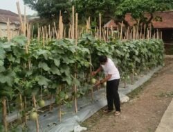 Inspiratif! Kasi Alsintan Sumsel Fran Desta Sukses Sulap Lahan 1 Hektar Jadi Kebun Melon hingga Cabai