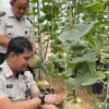 Dukung Ketahanan Pangan, Warga Binaan Rutan Palembang Sukses Panen Melon di Lahan SAE