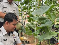 Dukung Ketahanan Pangan, Warga Binaan Rutan Palembang Sukses Panen Melon di Lahan SAE