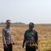 Polsek Tanjung Lago Polres Banyuasin Dorong Kemandirian Pangan Dari Tingkat Desa