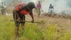 Perkuat Ketahanan Pangan Adat, MPSI Dampingi Petani di Kampung Wanam Merauke